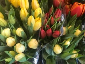 Best Tulips available