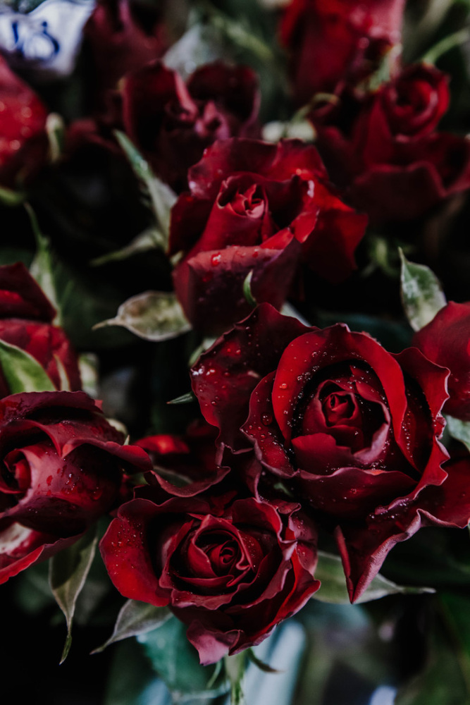 Deep Red Roses