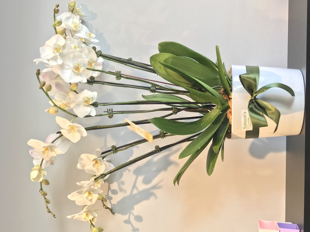 Orchid plant
