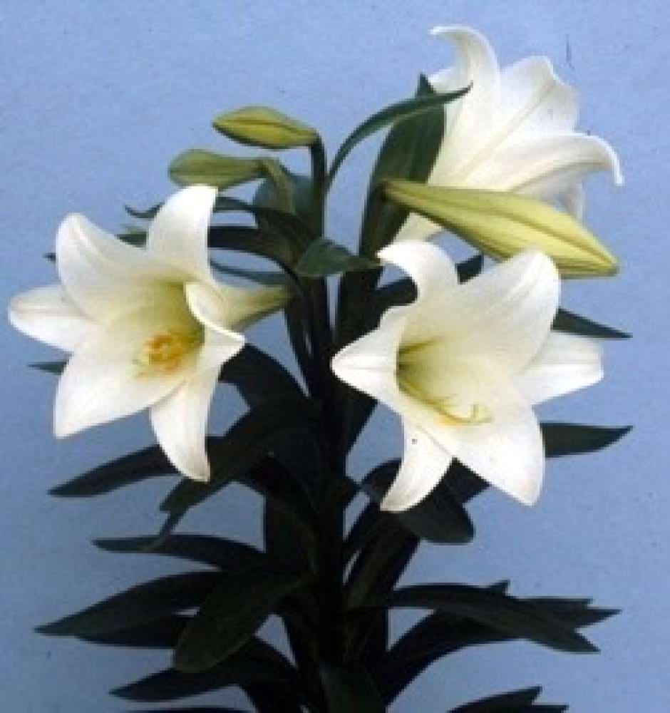 Christmas Lily