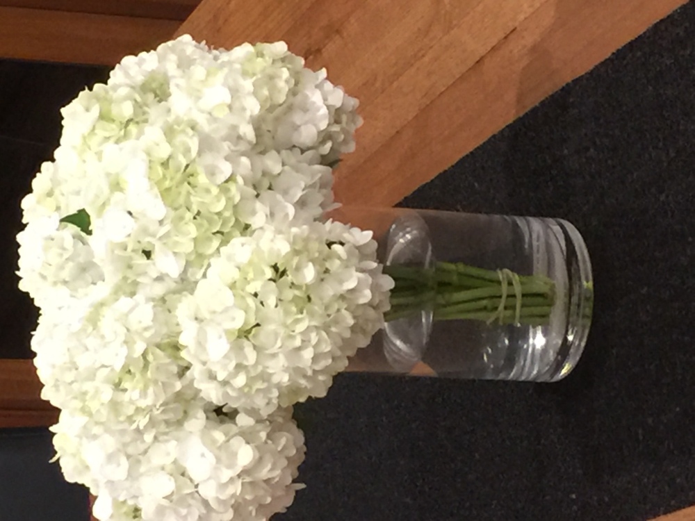 Hydrangea